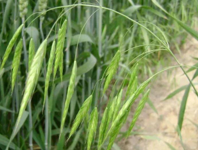 燕麦怎样种植，几月份开始播种？